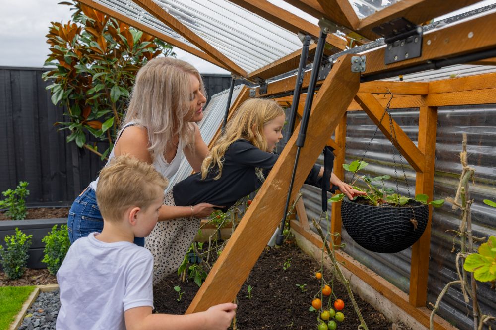When to Plant Strawberries in NZ: A Region-by-Region Guide